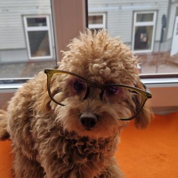 Kodukant Läänemaa tegevmeeskonnaga liitus teraapiakoer Moos